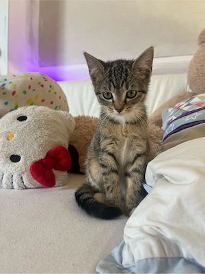 Süßes katzenmädchen sucht liebevolles Zuhause 