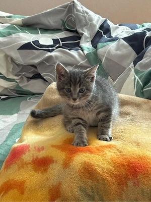 babykatze 