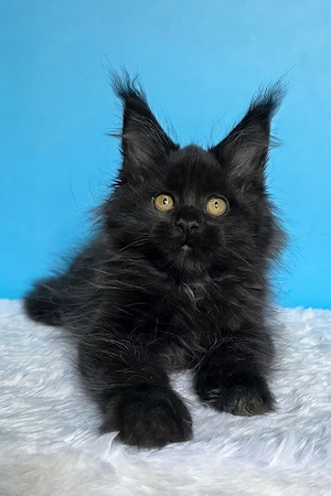 10 wunderschöne Maine-Coon-Kitten, 13 Wochen geimpft, entwurmt und mit Stammbaum