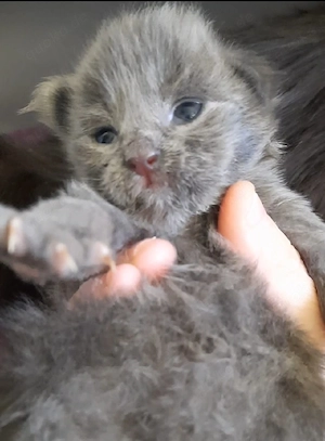 Maine Coon Kitten