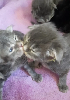 Maine Coon Kitten