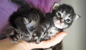 Maine Coon Kitten