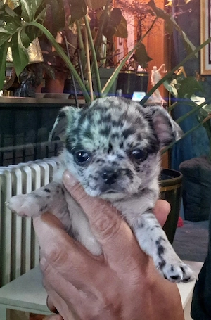 Chihuahuawelpen Langhaar in Merle, Black und Schoko-Tan zu verkaufen.