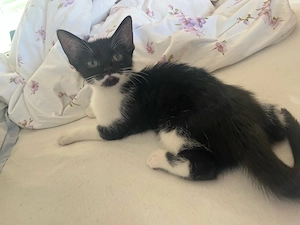 Süßes Katzenmädchen sucht liebevolles Zuhause 