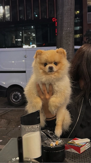 American Pomeranian