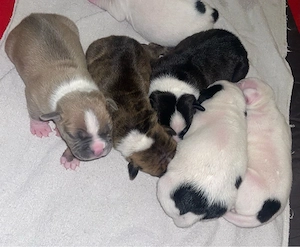 Old english bulldogen mix
