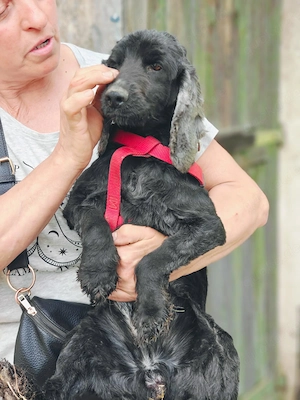 Nerone braucht ein liebevolles Zuhause