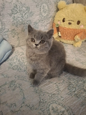 bkh reinrassiger kitten Junge