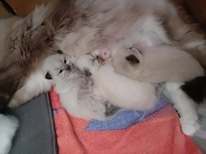 Ragdoll kitten, reinrassig 