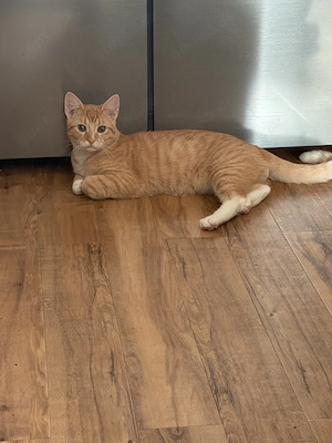 Lieber Kater sucht sein Zuhause