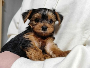 Wunderschöne Yorkshire Terrier Welpen   süße Mädchen und Jungen suchen ein Zuhause