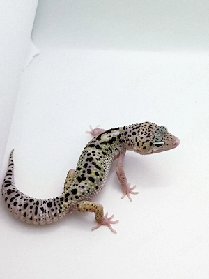 Eublepharis macularius - Leopardgecko 1.0