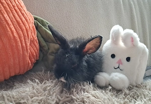 Wunderschöner Kaninchen Bub in Größe xxxs 