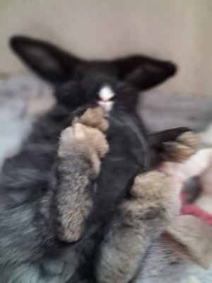 Mädchen Kaninchen sucht dich