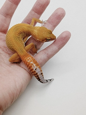 Eublepharis macularius -Leopardgecko