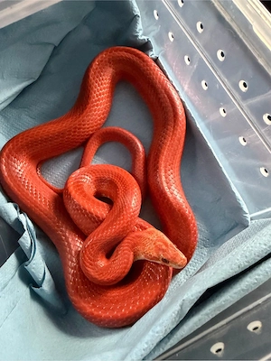 1.0 Bloodred Kornnatter 