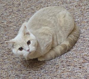    Wunderschöner Creme-Kater, 6 Monate jung, sucht sein Für-immer-Zuhause   