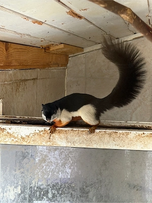 schönhörnchen Prevostie Prevostie Weibchen. 