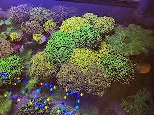 Euphyllia 10 Arten Golden Torch Glabrescens Paraancora Paradivisa