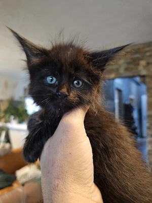 Maine Coon Kitten