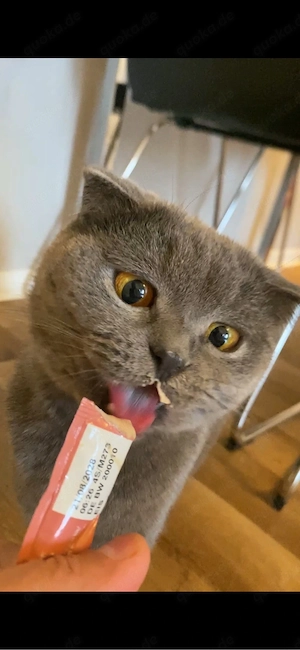 Bkh    Lisa (1,5 Jahre) sucht ein liebevolles Für-immer-Zuhause   