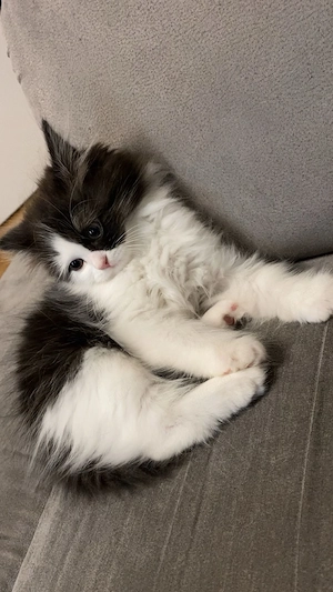 Süßes, 3 Monate altes Kätzchen mit Katzentoilette 