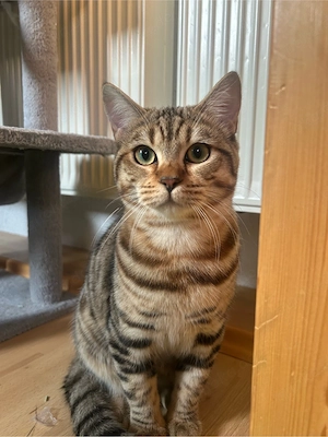 Liebevoller BKH-Mix-Kater sucht ein Zuhause