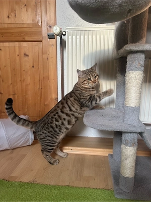 BKH-Bengal-Mix Kater zu verkaufen
