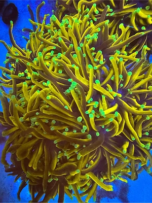 Euphyllia 10 Arten Golden Torch Glabrescens Paraancora Paradivisa