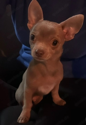 Chihuahua-Hündin