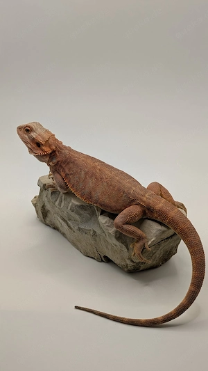 0.1 Red Orange Leatherback Bartagame 