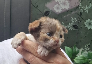 Devon Rex Kitten können mit 12 Wochen umziehen zum ca. 20.12 umziehen 