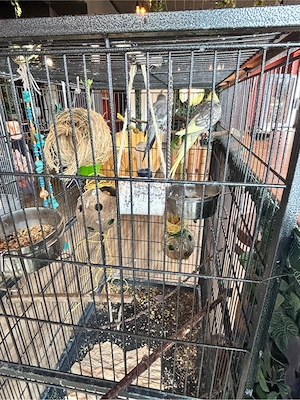 riesen käfig mit 2 nympfensittiche 