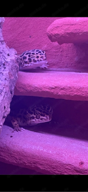 Leopardengecko Paar