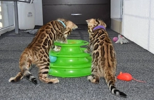 Reinrassig Bengal kitten