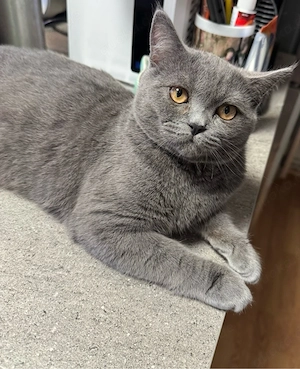 BKH Kitten(mädchen) sucht neuen Dosenöffner