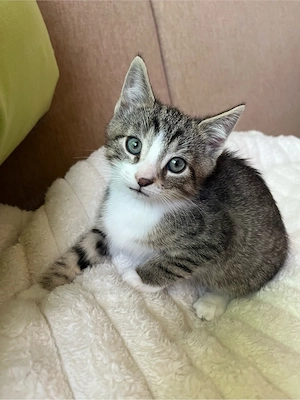 Katzen Baby in liebevolle Hände abzugeben getigert Kater SOFORT ABHOLBEREIT Kätzchen