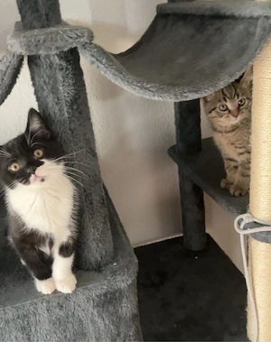 kitten suchen zuhause fürimmer.