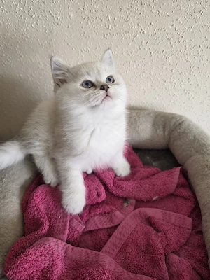 Zuckersüße Perser  BKH Kitten mit blauen Augen