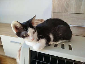 2 Liebevoll Kater 