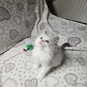 Ragdoll Blue Bicolor Kater suchen ein liebevolles Zuhause 