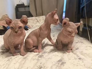 Susse hubsche Sphynx katzchen zum verkaufen. 