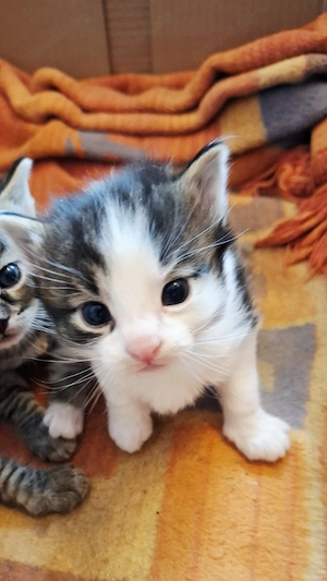 Kätzchen, Katze
