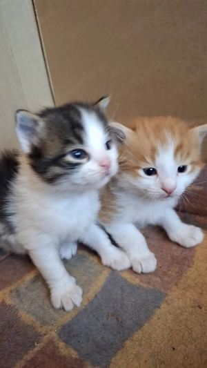 Kätzchen, Katze