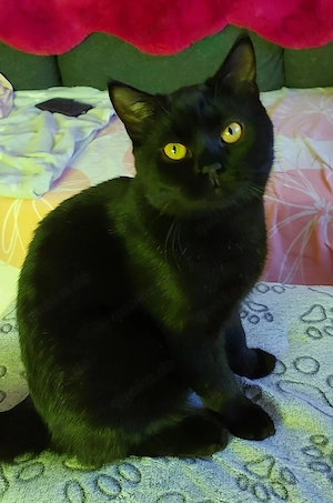 schwarze Kater jung geimpft gechipt kastriert 