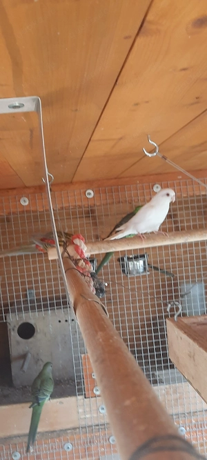 Suche weißen Singsittich Männchen 