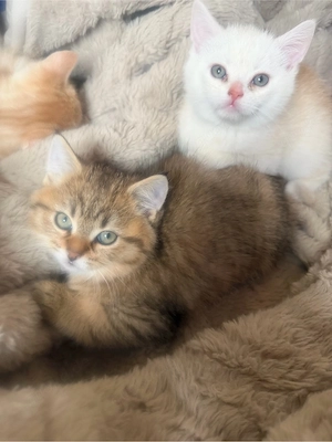 BKH Mix Kitten suchen ein Neues Zuhause