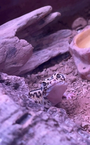Leopardgeckos 