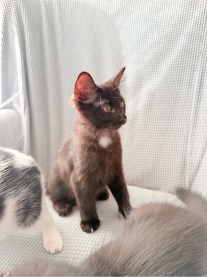 Kitten Babykatze Kater
