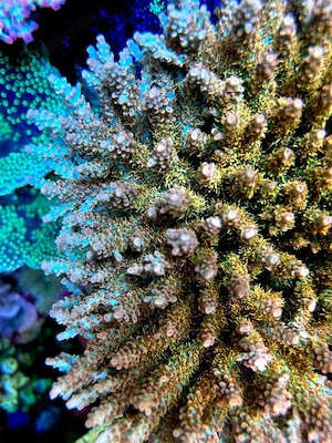 Acropora Confitti Ultra